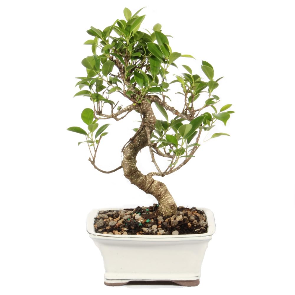 Brussel's Bonsai Golden Gate Ficus