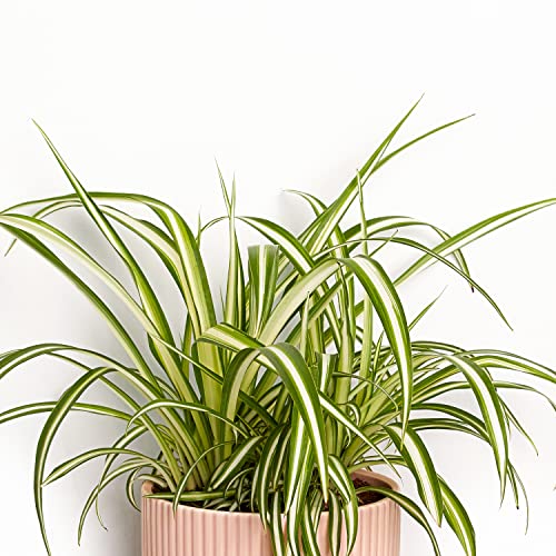 Greendigs Spider Plant In Blush Fluted 5 Inch Pot - Low-Maintenance Houseplant, Perfect For Beginners, Comes With Soil #TOP1