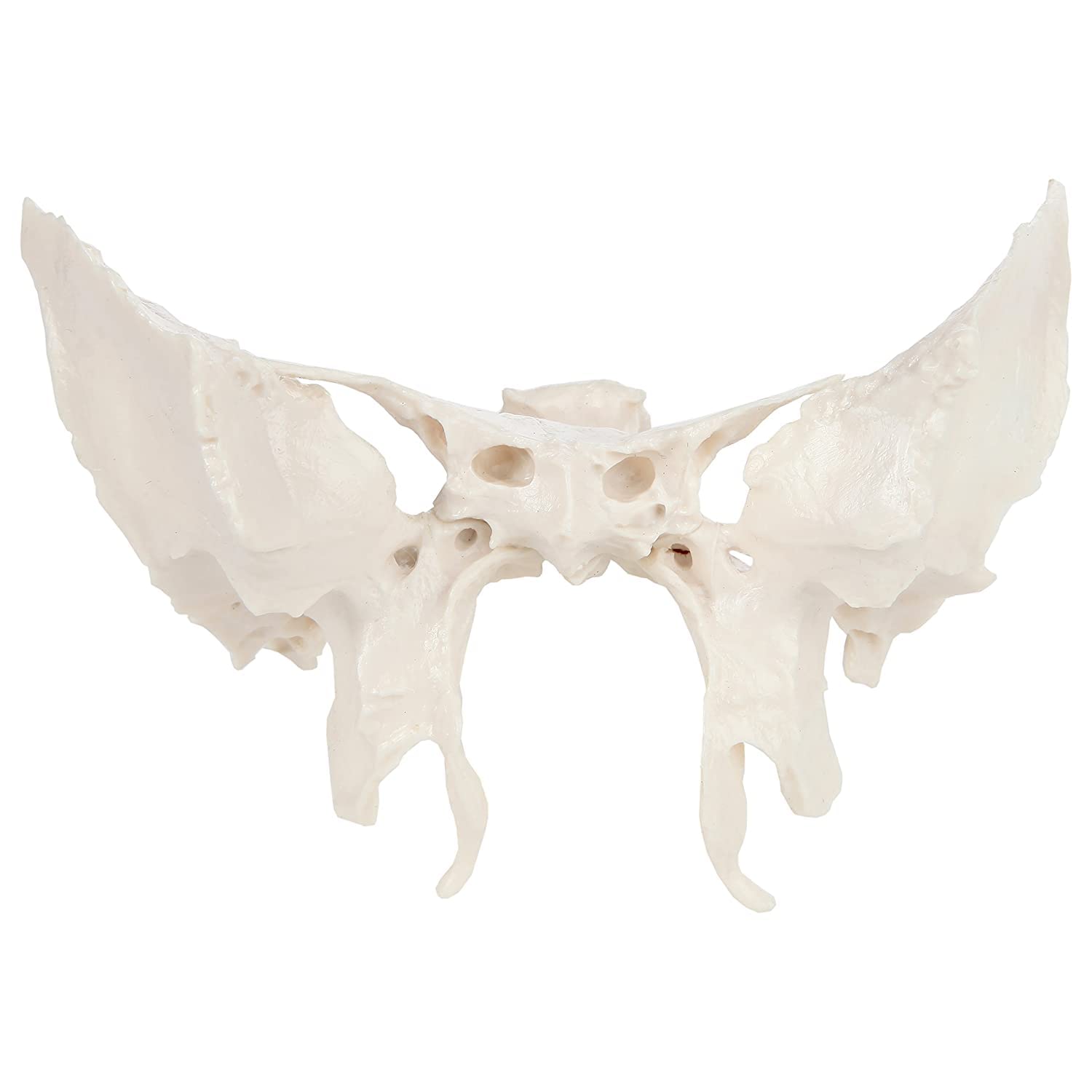 Vergrößertes Modell Des Sphenoidknochens, Menschliches Sphenoid -Knochenmodell, Das Aus Einem Echten Menschlichen Sphenoid -Knochen -Exemplar -Replikat -Anatomie -Modell 24.5*10*16 Cm Gegossen Wird