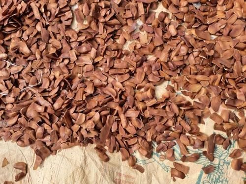 Skys Fruit - 100% Pure & Natural | Bitter Almonds (Kadwa Badam) Seeds, 100g | Supports Immunity, Diabetes Care & Digestive Health