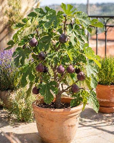Ficus carica Ronde de Bordeaux Feigenbaum 70100 cm winterharte echte Feige süße Früchte mediterrane Pflanze für Garten & Balkon pflegeleicht ertragreich
