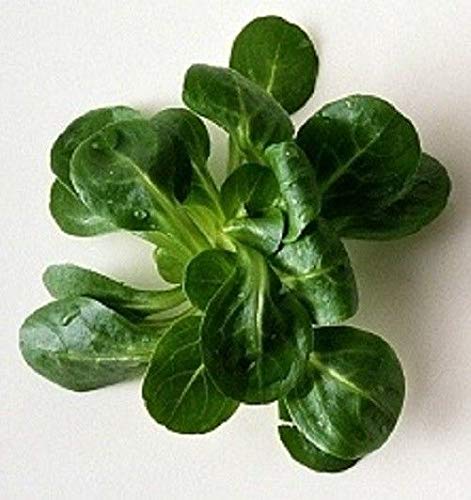 Portal Cool Lattuga valerianella di Agnello del Foglio dell'erba, 1G Circa 1000