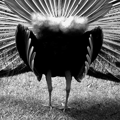 Rôle et importance de l'expression