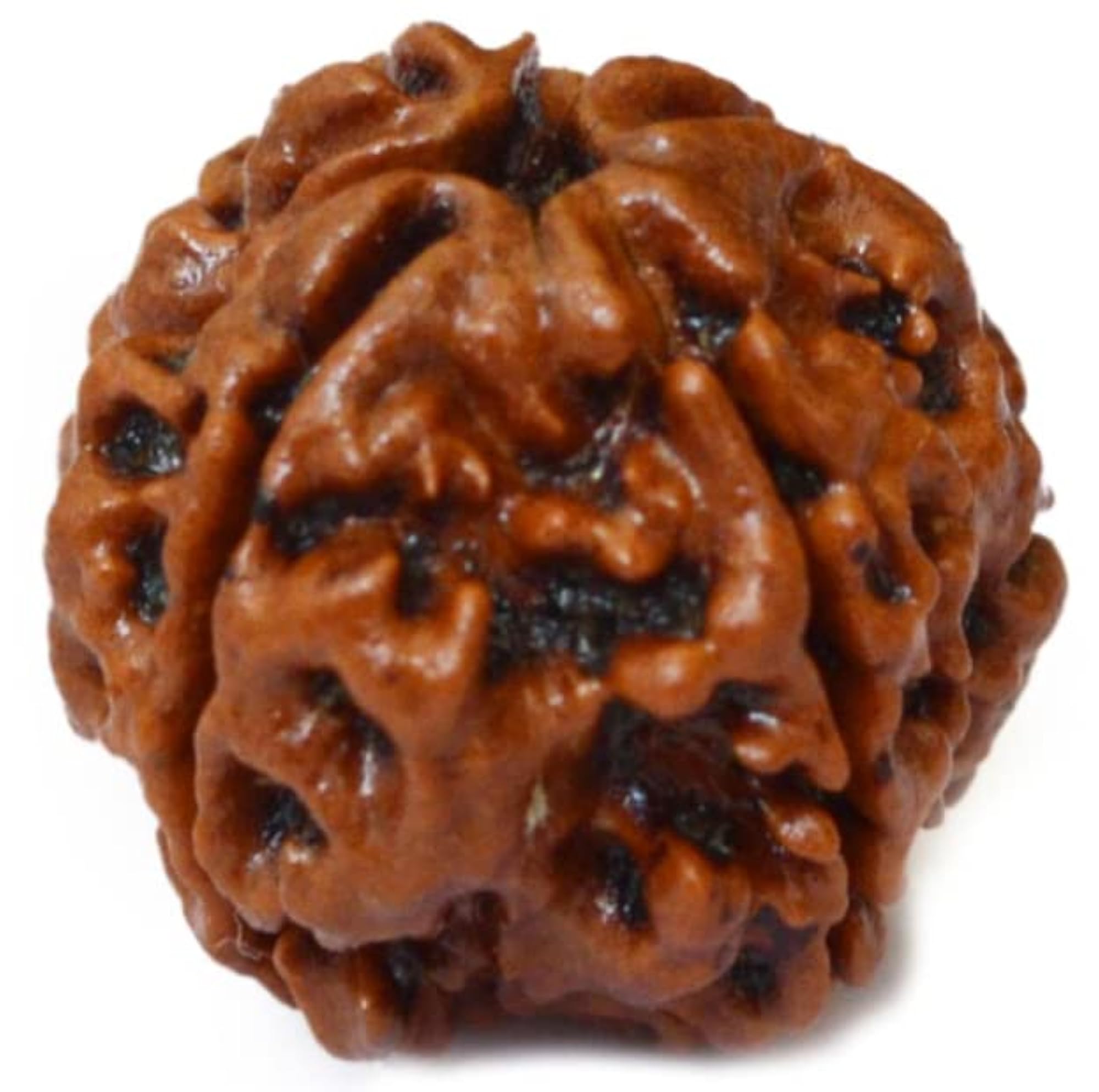 4 Mukhi Rudraksha Original Certified Four Face Rudraksha