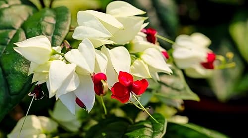 Miniatura 7 de Flores rojas y blancas con forma de corazón sangrante para plantar adornos de jardín perenne para cultivar macetas, regalos