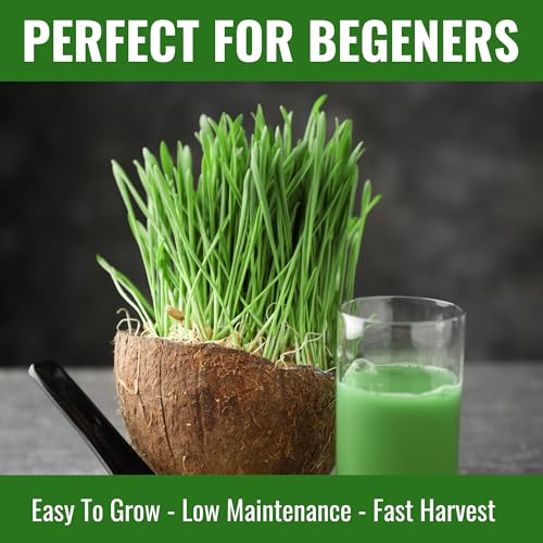 Image of Wheatgrass Seeds 800g | Organic, Non-GMO, Fast Growing Seeds for Juice, Detox, Microgreens & Pets | Cat-Friendly | High Nutrition Green Superfood | Easy to Grow at Home | Free Growing Guide Included