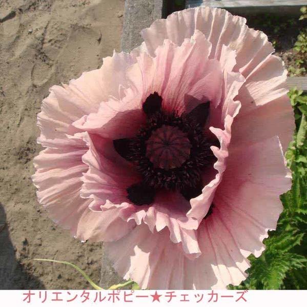 オリエンタルポピーなど　花苗 オリエンタルポピー チェッカーズ 【花苗 3.5号ポット