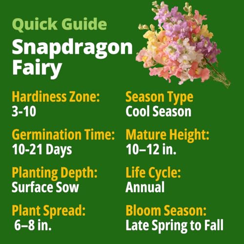 Image of HOME GROWN Snapdragon Fairy Seeds - 10000 Snapdragon Seeds for Spring Planting 2026, Dwarf Plants, Long Blooming Flower Seed for Garden Beds, Pollinator Friendly (Antirrhinum Majus)