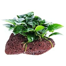 Image of Greenpro Anubias Nana. Brand catalog list of Greenpro. 