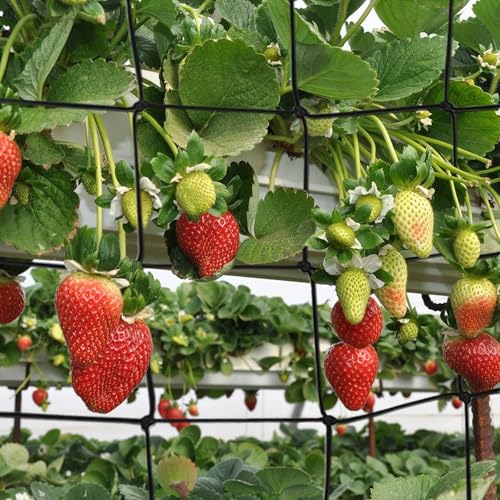 Hsthe Sea 2 Pcs Grow Tent Netting, Elastic Lattice Netting, 60 X 60cm Plant Netting Hydroponic Cricket Netting With 8 Hooks - Image 3