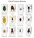 12 Pcs Insect Resin Specimen, Real Bugs Collection Kit for Kids Taxidermy Toy Science Class Education Insect in Resin Specimen Gift Home Decoration