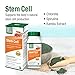 Bell Stem Cell Supplements - Supports Your Body's Natural Ability to Replace Worn Out Cells and Rejuvenate Tissue | Celulas Madres | 60 Capsules