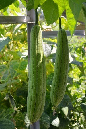 See full amazon price history chart for Creative Farmer Vegetable Seeds Pirkanga Seeds - Sponge Gourd Dark Seeds Seeds For Farming Home Garden Seeds Creative Farmer Vegetable Seeds Pirkanga Seeds - Sponge Gourd Dark Seeds Seeds For Farming Home Garden Seeds (B07N48LH8D) Amazon Price History, Amazon Price Tracker