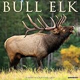 Bull Elk 2025 12' x 12' Wall Calendar