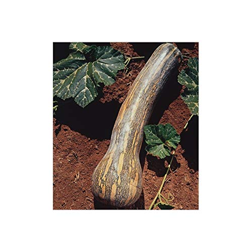 Sementes de Abóbora Rajada Seca Melhorada