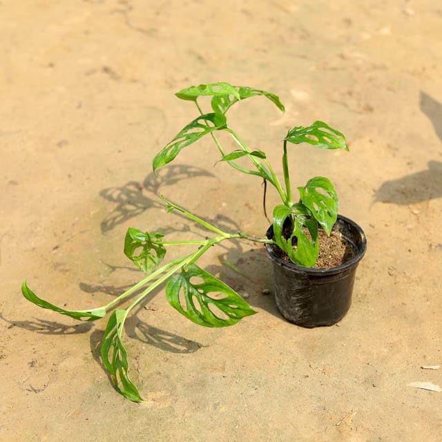 Monstera Broken Heart/Adansonii in 4 Inch Live Nursery Flower Plant (B0CWF6ZQ31) Amazon Price History, Amazon Price Tracker