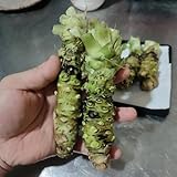 300 piezas Semillas de plantas de wasabi Semillas de bonsái de hortalizas para balcón. Wasabi Eutrema semillas orgánicas hortalizas semillas de hortalizas Comprar plantas de hortalizas