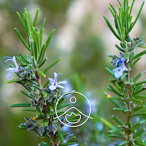 【フロリハナ公式】 ローズマリー シネオール・オーガニック・精油 15g(16.76ml)[ Rosemary ]【 エコサート 樹木系 エッセンシャルオイル アロマオイル アロマ アロマテラピー ルームフレグランス 香水 フランス 有機栽培 無添加 Florihana 】