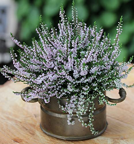 10x Besenheide Radnor - Calluna vulgaris