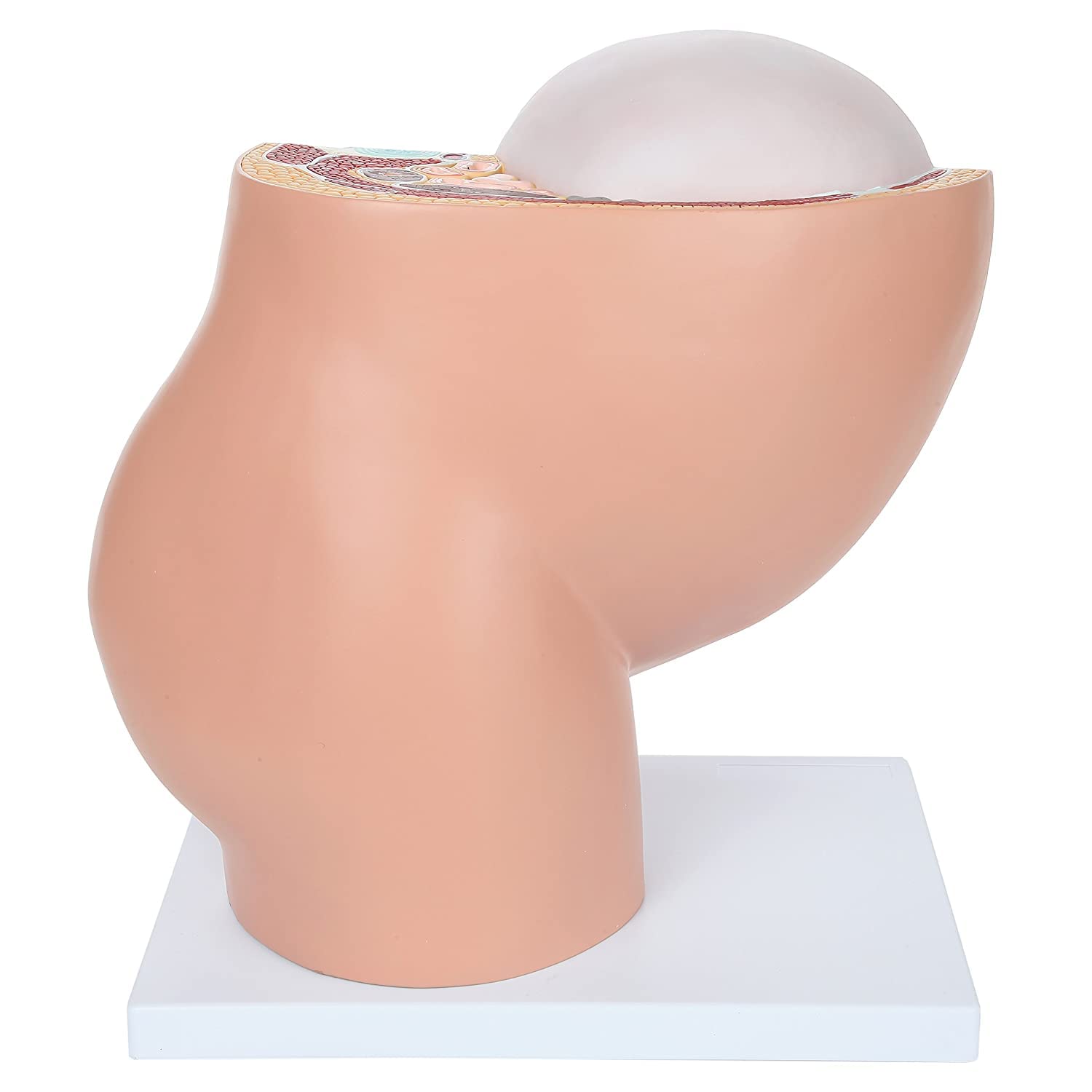 Xiaoxu Modelo anatómico de Pelvis para el Embarazo. Modelo didáctico para partería. Incluye un Modelo de feto a término extraíble, anatomía de la Placenta y más de 40 Puntos de Referencia anatómicos.