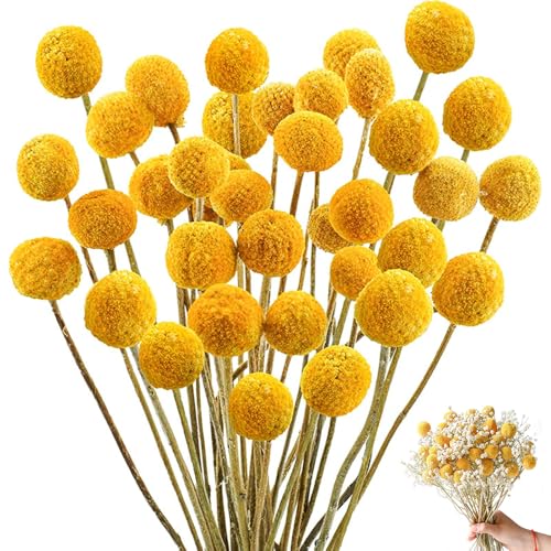 HIULLEN 50 Stück Billy Bälle Blumen Getrocknet, Trockenblumen Gelb, Natürliche Craspedia Getrocknete Blumen, Natur trocken Pflanze für DIY Blumenarrangements, Hochzeit, Zuhause, Hohe Vase