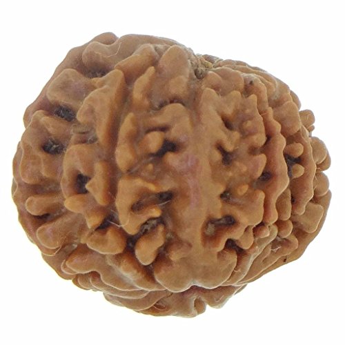 Image of Arihant Gems & Jewels 9 Mukhi Faced Rudraksha | Natural & Certified | Astrological Benefits | Positive Energy | Unisex for Men & Women (Nepali Rudraksha)