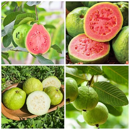 Guava Fruit Tree Seeds for Planting Outdoor Pineapple Guava Seeds Non-GMO Heirloom Fruit Exotic and Delicious Tropical Fruit