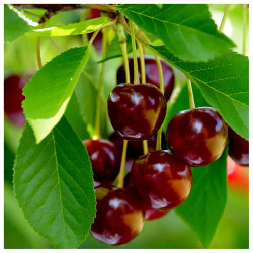 1 x 'Early Rivers' Cherry Tree 3-4ft 6L Pot Ready to Fruit,Large Dark Juicy Cherries
