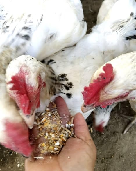 100 kg cereali per galline alta proteina.