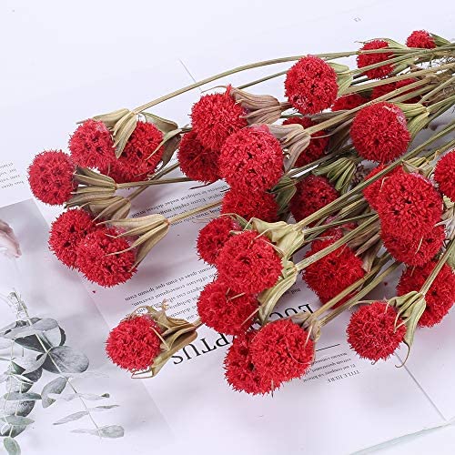 36pcs Fiori Secchi Naturali Bouquet Fiori Secchi di Palla Belga Rossi da Esterno Interno Fiori Essiccati per Decorazioni Casa Studio Cucina Ufficio Soggiorno Camera da Letto Vaso
