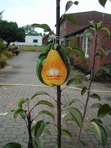 Good Luise, Summer Pear Bush 175 Cm In A 10 Liter Plant Container
