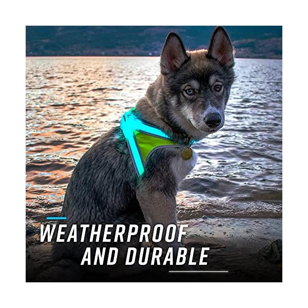 noxgear-LightHound--Revolutionary-Illuminated-and-Reflective-Harness-for-Dogs-Including-Multicolored-LED-Fiber-Optics-USB-Rechargeable-Adjustable-Lightweight-Rainproof USB Rechargeable Harness for Dogs