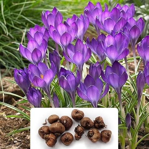 12 Ruby Giant Crocus Bulbs for Spring Cover