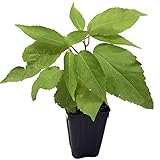 Ken's Red Female Kiwi Vine Live Plant - Actinidia arguta