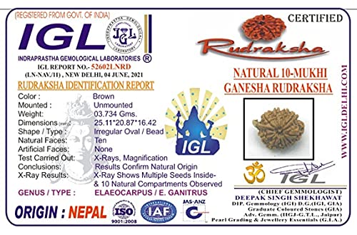 Ganesh Rudraksha de 10 Mukhi elimina bloqueos mentales con esta semilla de Nepal natural 6