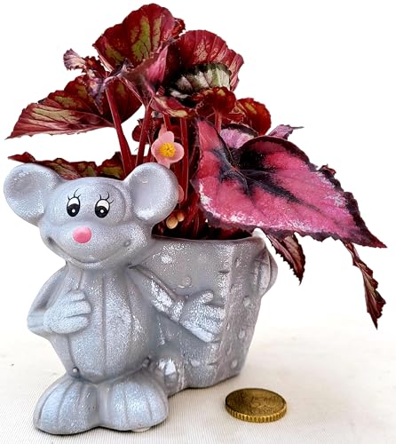 POWERS TO FLOWERS - BEGONIA REX RED ROBIN IN VASO CERAMICA TOPOLINO, ideale per scrivania, pianta vera