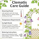 Clematis Plants Outdoor Garden Ready/Outdoor Plants for Gardens ＆ Borders/Easy to Grow Flowering Perennials/Excellent Display-10 Bulbs-C - Image 4