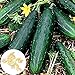 Produktbild Dyyicun12 200 Stück Stachellose Gurkensamen, Beizen Nahrhafter Gemüsegarten-Gartenpflanze Gurkensamen