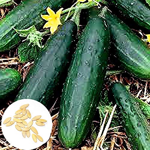 Preisvergleich Produktbild Dyyicun12 200 Stück Stachellose Gurkensamen, Beizen Nahrhafter Gemüsegarten-Gartenpflanze Gurkensamen