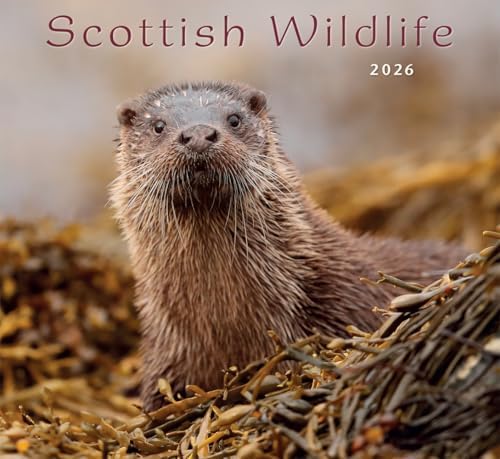2026-scotland-calendar-scottish-wildlife-wall-calendar-month-to