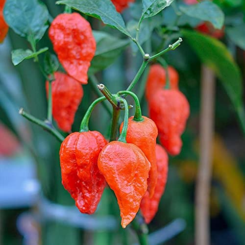 Ghost Pepper Seeds â€“ 200+ Bhut Jolokia Ghost Pepper Seeds for Planting â€“ Heirloom Ghost Pepper Plant Seeds