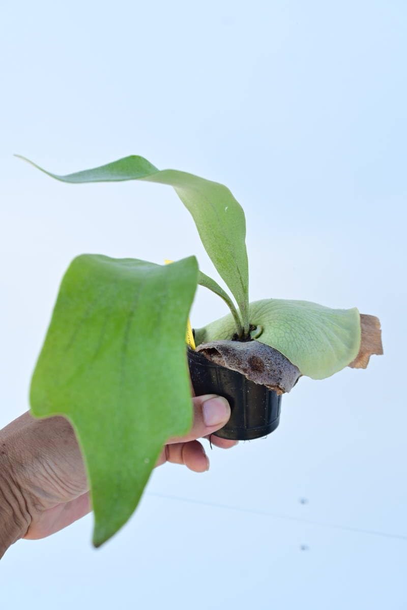 Amazon.co.jp: P.bifurucatum 'White'③ @bikamori.com ビフルホワイト