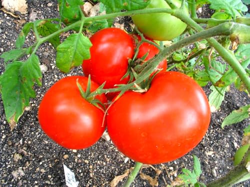 【太陽の神 大玉トマト】九州～関東産 赤秀 大玉トマト 大容量を安値でご提供 ～朝摘みした甘みと酸味のバランスいい濃厚で芳醇な甘さ 大玉トマト 高リコピン 地域により【常温 or 冷蔵でお届け】★ (3.8kg) 8枚目