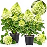 2 Little Lime Hydrangea Live Plants in Quart Pot, 6-12' Tall Hydrangea Bushes Ready to Plant, Grow Robust Floral Clusters for Hedges & Outdoor Landscapes