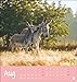 Donkey - Von wegen sturer Esel Postcard Calendar 2024. Small Calendar for Standing up and Hanging in Postcard Format. Monthly Desk Calendar for Animal Lovers: Von wegen sturer Donkey