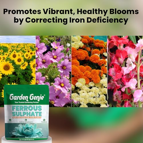 Image of Garden Genie Ferrous Sulphate Fertilizer For Plants Home Garden, 200Gm | Iron-Rich Micronutrient Supplement | Enhances Greener Leaves & Healthy Plant Growth | For Indoor & Outdoor Use,Powder
