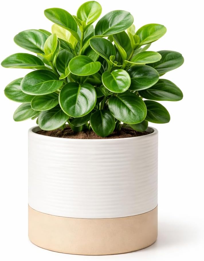 Ceramic Self Watering Plant Pots – 6 Inch Planter for Indoor House Plants with Drainage & Water Storage for Succulents (White & Beige, 7" Tall)