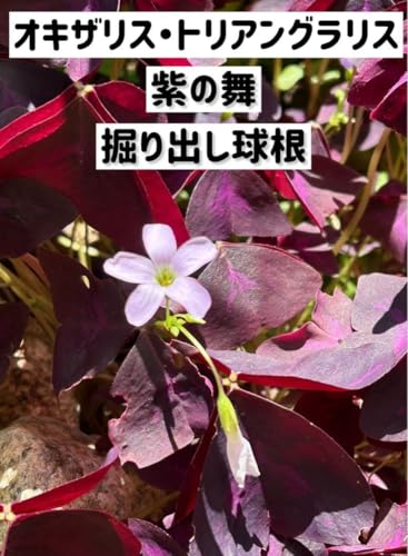 オキザリス トリアン グラシス 紫の舞…
