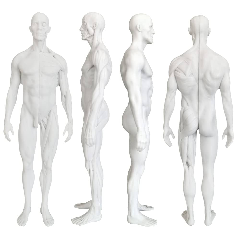 人体模型 約180cm 詳細な筋肉構造 人体模型 約180cm 詳細な筋肉構造