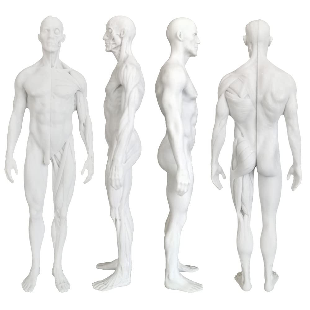 Amazon.co.jp: Giyomi人体模型 筋肉模型 解剖模型 人体解剖モデル 筋肉